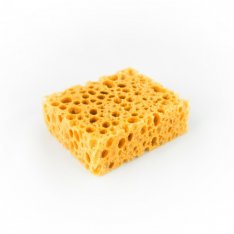 PEDAG MOŘSKÁ HOUBA